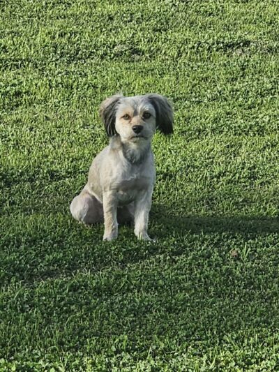 Lions Park - Glendale, AZ