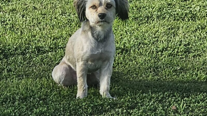 Lions Park - Glendale, AZ