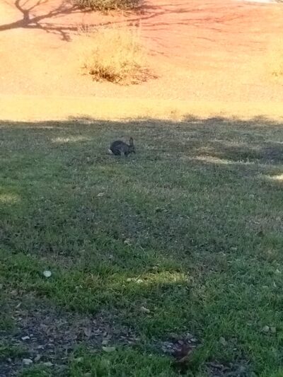 Memmingen Park - Glendale, AZ