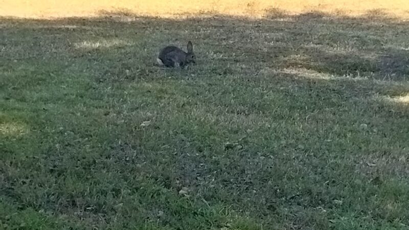 Memmingen Park - Glendale, AZ