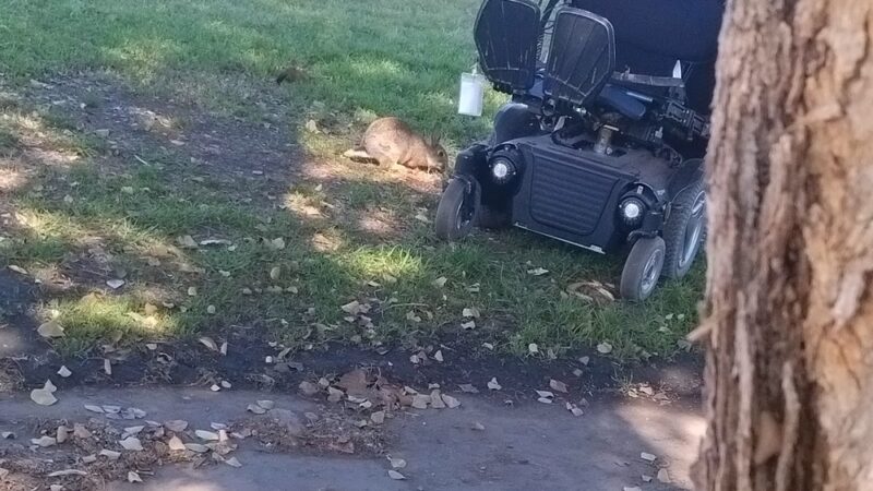 Memmingen Park - Glendale, AZ