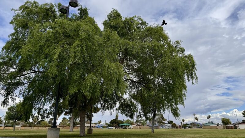 Mission Park - Glendale, AZ