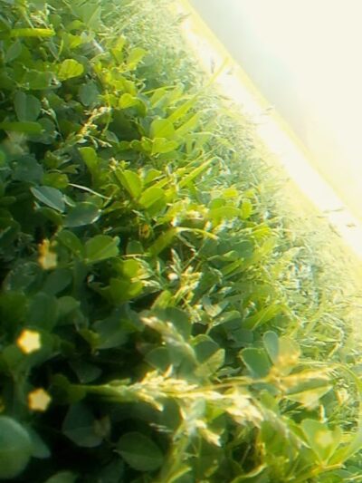 Ocotillo Rose Park - Glendale, AZ