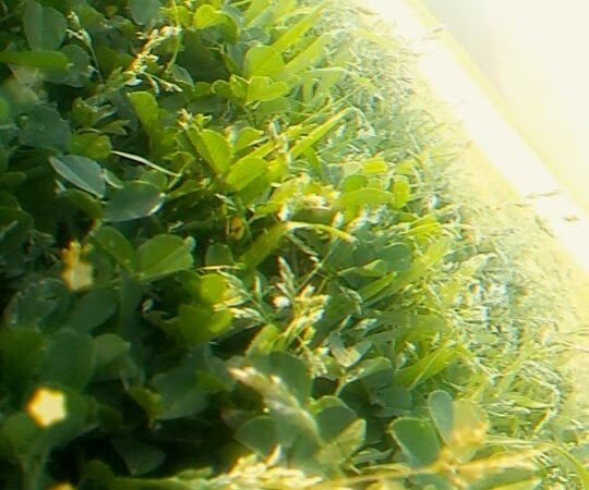 Ocotillo Rose Park - Glendale, AZ