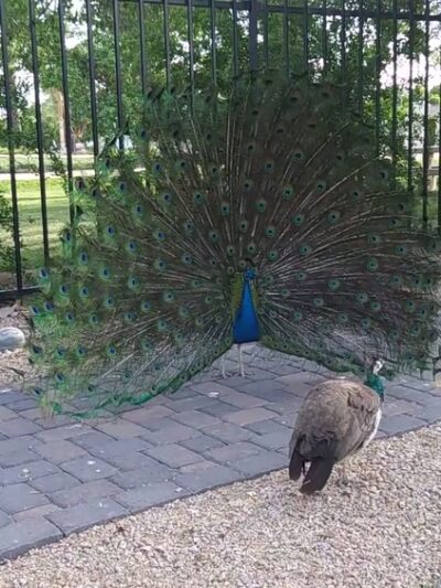 Sahuaro Ranch Park - Glendale, AZ