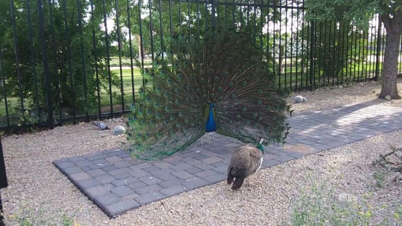 Sahuaro Ranch Park - Glendale, AZ