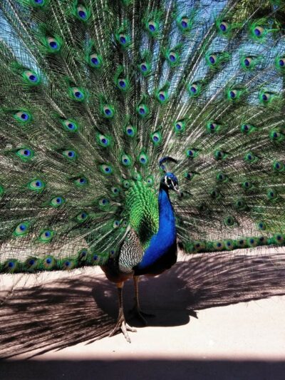 Sahuaro Ranch Park - Glendale, AZ