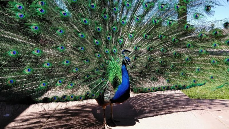 Sahuaro Ranch Park - Glendale, AZ