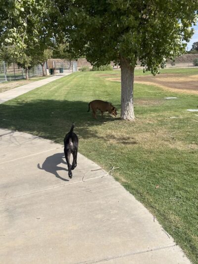 Northern Horizon Park - Glendale, AZ