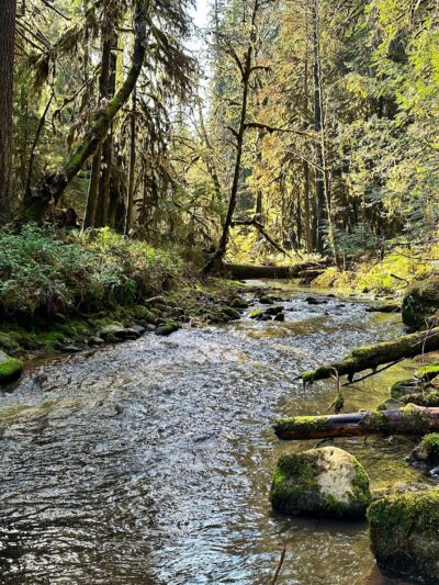 Wolf Creek Falls Picnic Area - Glide, OR