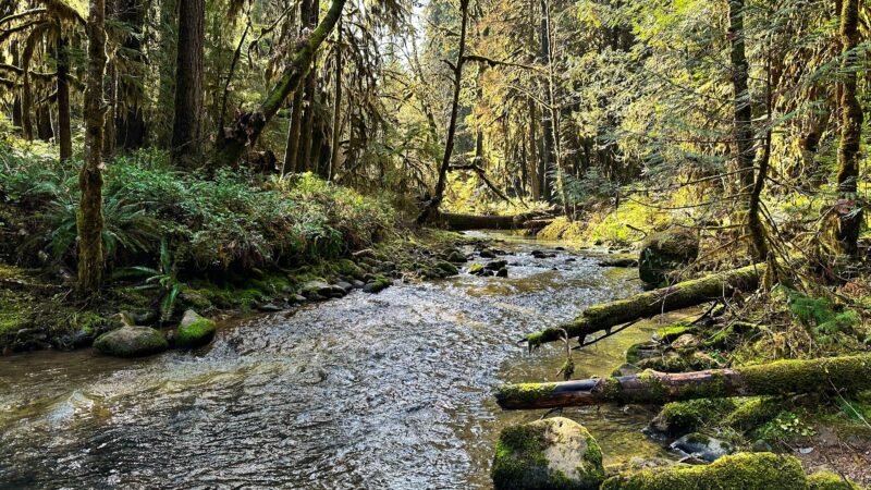 Wolf Creek Falls Picnic Area - Glide, OR