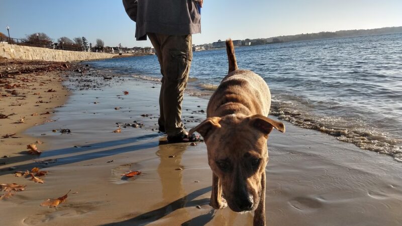 Crab Beach - Gloucester, MA