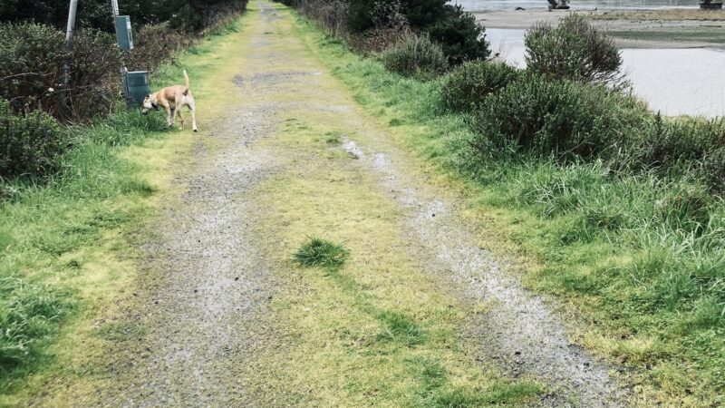 Gold Beach Dog Jetty - Gold Beach, OR