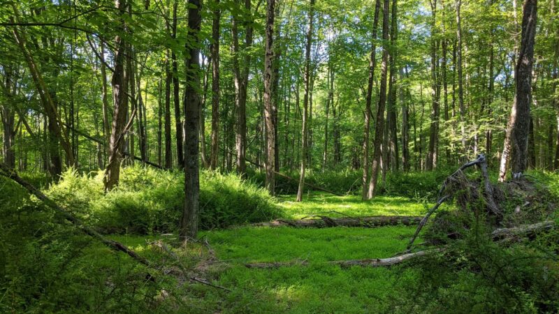 Brownell Preserve - Goldens Bridge, NY