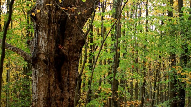 Brownell Preserve - Goldens Bridge, NY