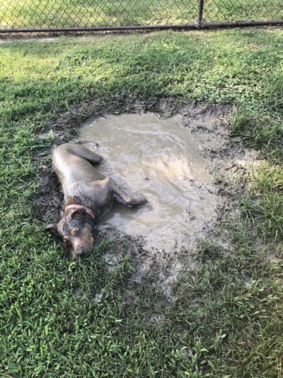 Base Dog Park - Goldsboro, NC