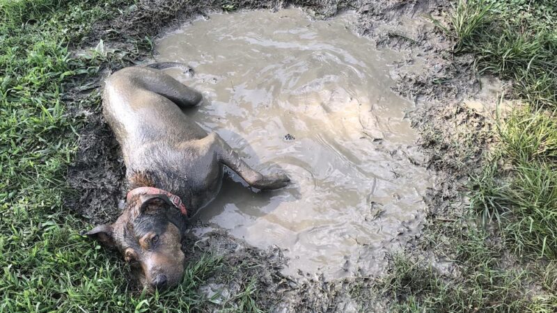 Base Dog Park - Goldsboro, NC