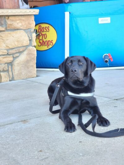 Goode Dog Training - ,