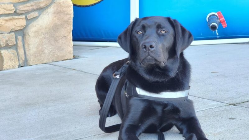 Goode Dog Training - ,