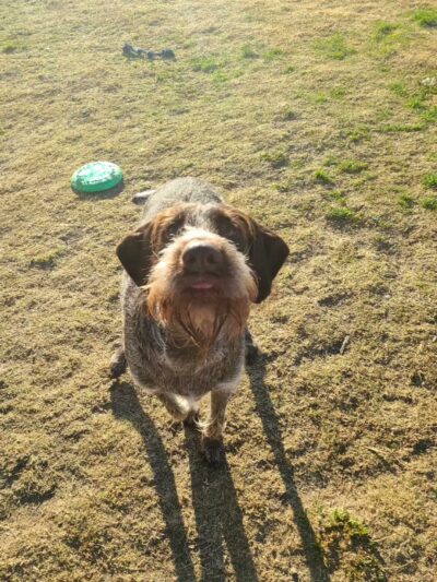 Goode Dog Training - ,