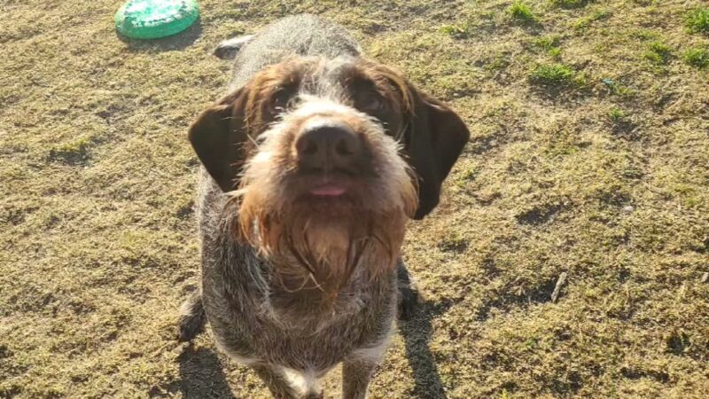 Goode Dog Training - ,