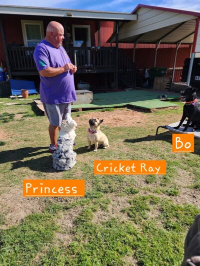 Goode Dog Training - ,