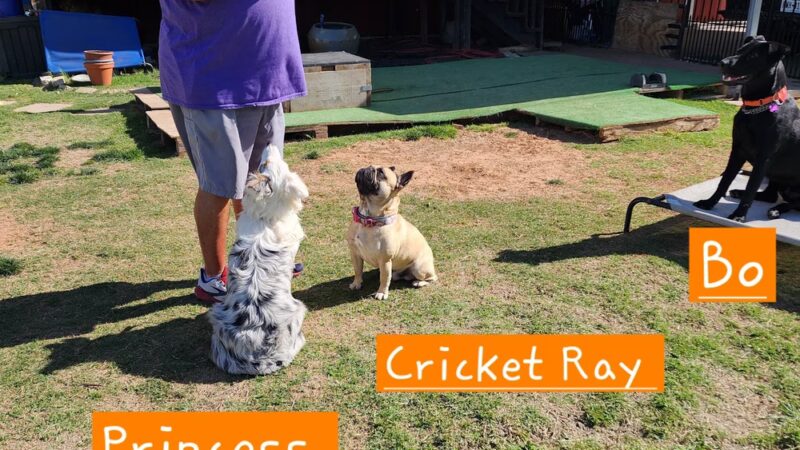 Goode Dog Training - ,