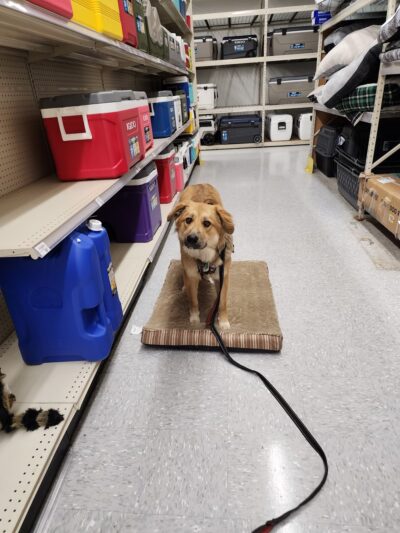 Goode Dog Training - ,