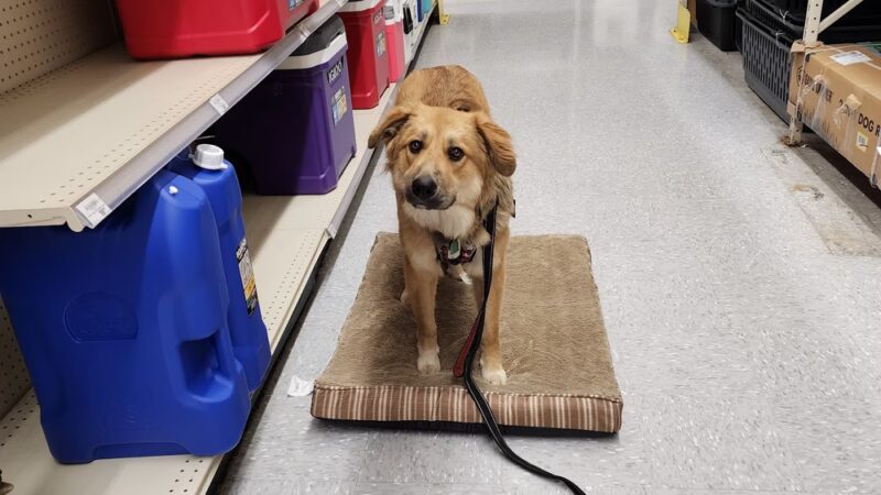 Goode Dog Training - ,