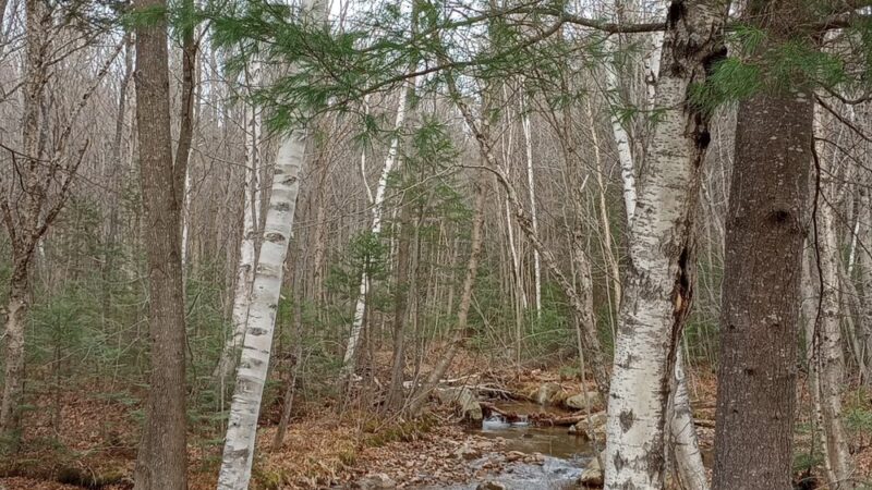 Moose Brook Park - Gorham, NH