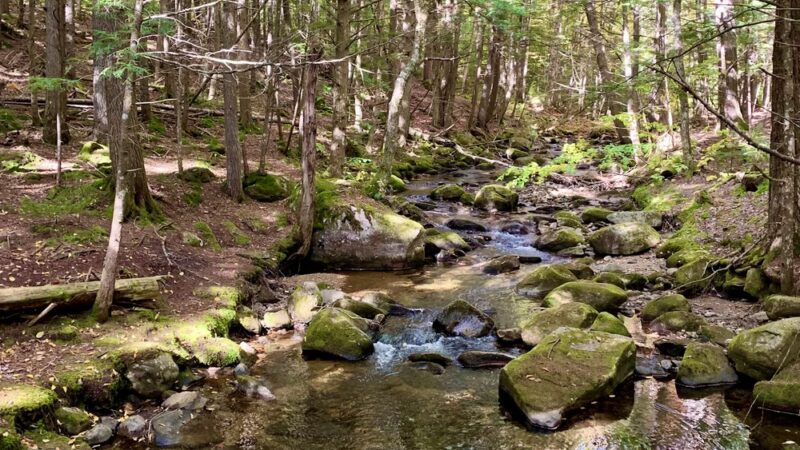 Moose Brook State Park - Gorham, NH