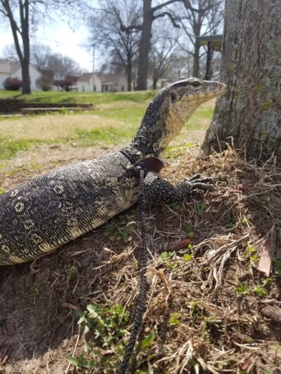 Gower City Park - Gower, MO