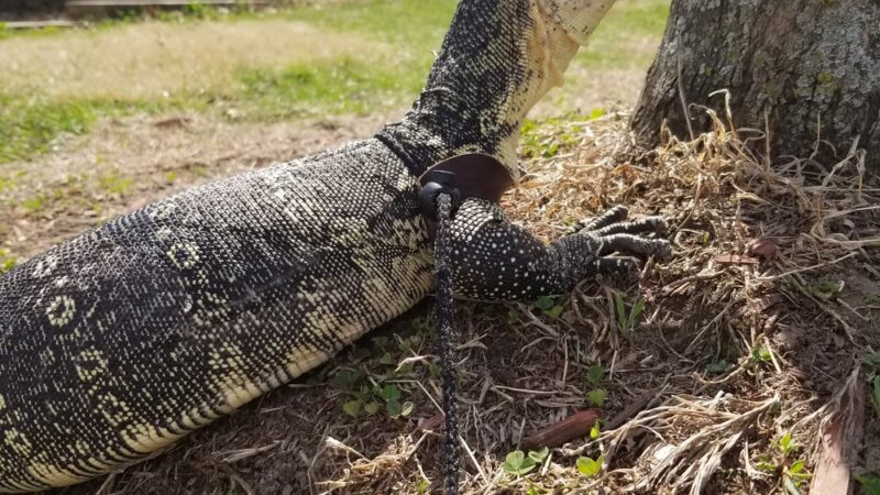 Gower City Park - Gower, MO