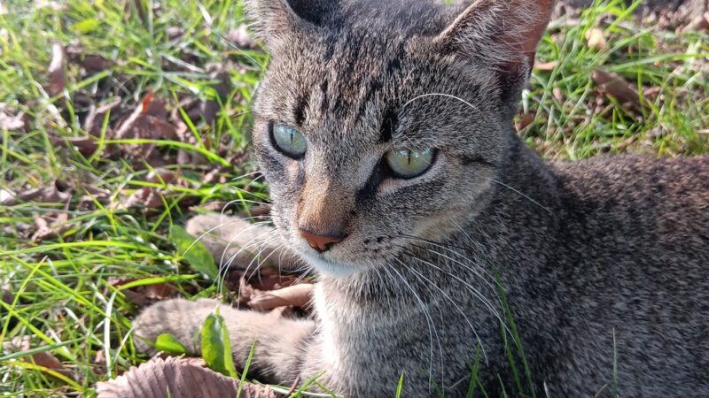 Jack R.Harris Park - Grabill, IN