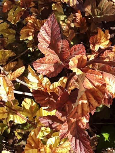 Kiwanis Park - Grand Forks, ND