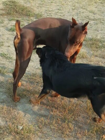 Lincoln Drive Park - Grand Forks, ND