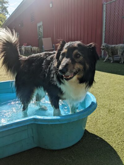 Stay & Play Pet Resort and Spa - Grand Forks, ND