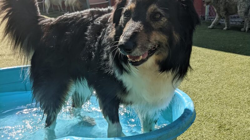 Stay & Play Pet Resort and Spa - Grand Forks, ND