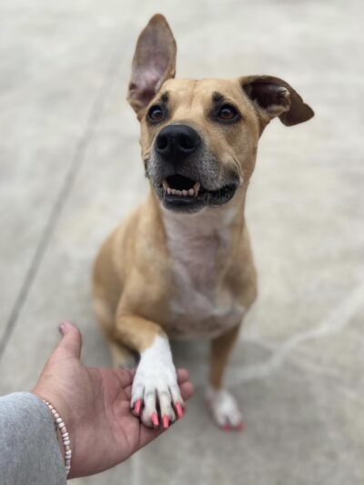 Stay & Play Pet Resort and Spa - Grand Forks, ND