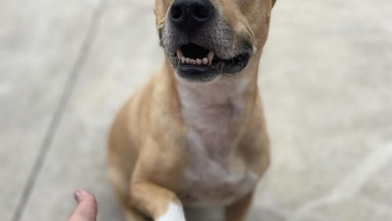 Stay & Play Pet Resort and Spa - Grand Forks, ND