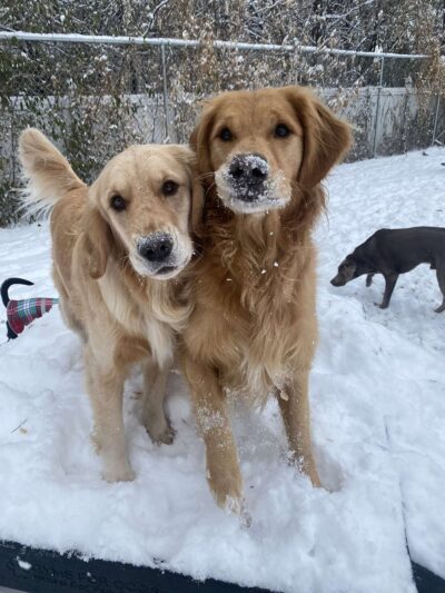 Stay & Play Pet Resort and Spa - Grand Forks, ND
