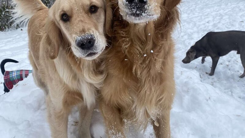 Stay & Play Pet Resort and Spa - Grand Forks, ND