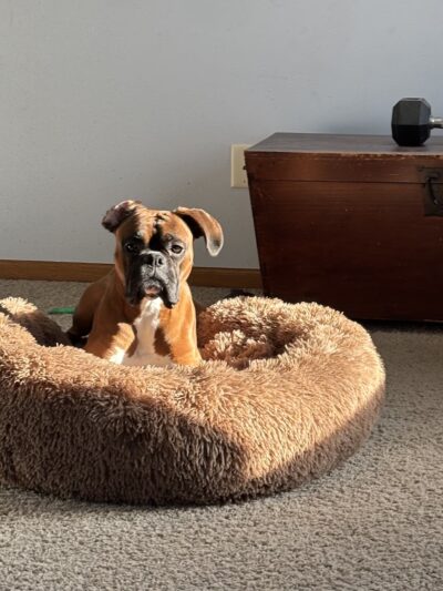 Stay & Play Pet Resort and Spa - Grand Forks, ND