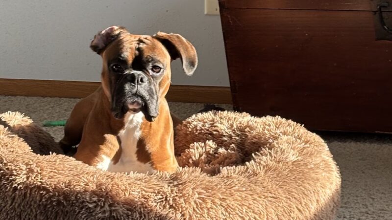 Stay & Play Pet Resort and Spa - Grand Forks, ND