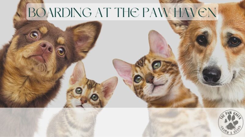 The Paw Haven - Grant, LA