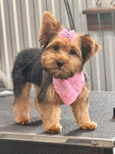 The Paw Haven - Grant, LA