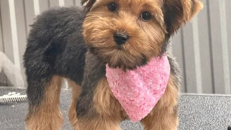 The Paw Haven - Grant, LA