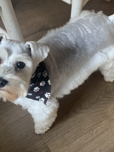 The Paw Haven - Grant, LA