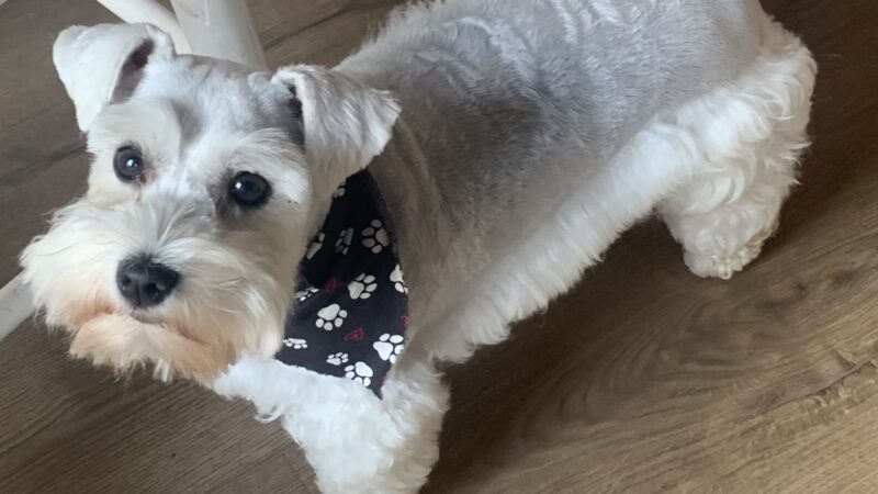 The Paw Haven - Grant, LA