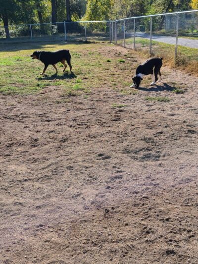 Greenwood Dog Park - Grants Pass, OR